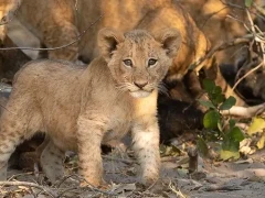 Lion cub in Mababe Private Reserve, Botswana.