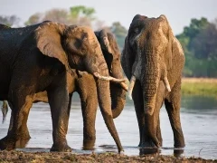 African elephant in Moremi Game Reserve, Botswana.