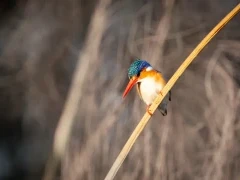Kingfisher in Okavango Delta, Botswana.