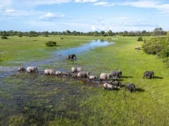 Aerial view of a herd of elephants in the Okavango Delta, Botswana.