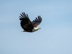 African fish eagle in the Okavango Delta, Botswana.