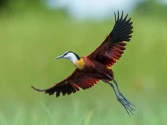 African jacana in the Okavango Delta, Botswana.
