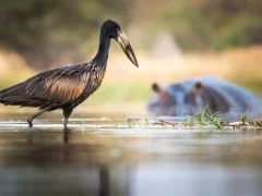 African openbill in the Okavango Delta, Botswana.