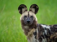 African wild dog in the Okavango Delta, Botswana.