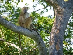 Baboon in the Okavango Delta, Botswana.