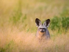Bat-eared fox in the Okavango Delta, Botswana.
