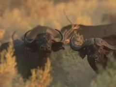 Buffalo in the Okavango Delta, Botswana.