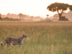 Cheetah amongst the grassland of the Okavango Delta, Botswana.