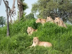 Pride of lions in the Okavango Delta, Botswana.