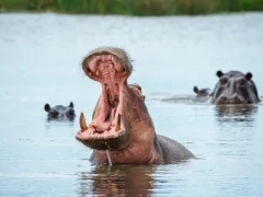Hippopotamus in the Okavango Delta, Botswana.
