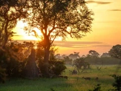 Impala at sunrise in the Okavango Delta, Botswana.