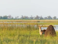 Lechwe hiding behind a termite hill in the Okavango Delta, Botswana.