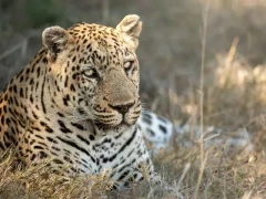 Leopard in the Okavango Delta, Botswana.