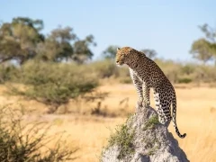 Leopard stood on a termite mound, in the Okavango Delta, Botswana.