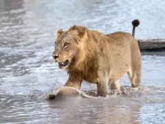 Lion in the water, in the Okavango Delta, Botswana.