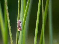 Painted reed frog in the Okavango Delta, Botswana.