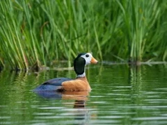 Pygmy goose in the Okavango Delta, Botswana.
