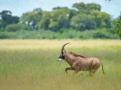 Roan in the Okavango Delta, Botswana.