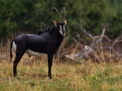 Sable in the Okavango Delta, Botswana.