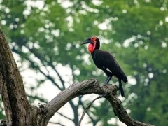 Southern ground hornbill in the Okavango Delta, Botswana.