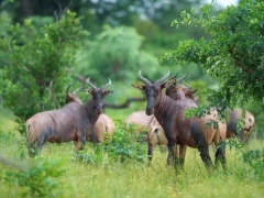 Tsessebes in the Okavango Delta, Botswana.