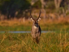Waterbuck in the Okavango Delta, Botswana.