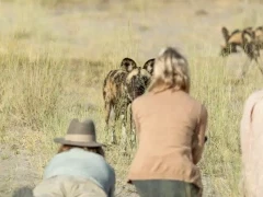 Guests on a walking safari in the Okavango Delta, encountering an African wild dog.