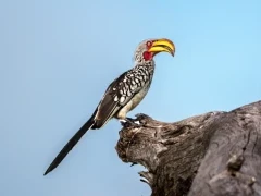 A yellow-billed-hornbill in the Okavango Delta, Botswana.