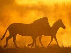 Zebra with foal in the Okavango Delta, Botswana.