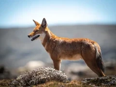 Ethiopian wolf.