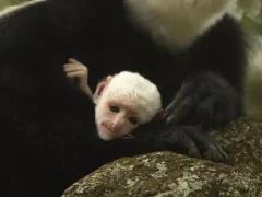 A baby colobus monkey clinging onto its mother, in Ethiopia.