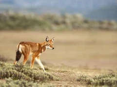 Ethiopian wolf in the Bale Mountains.