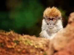 The endemic Bale vervet monkey in Ethiopia.