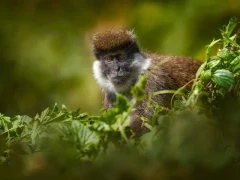 An endemic Bale vervet monkey in Harenna Forest, Ethiopia.