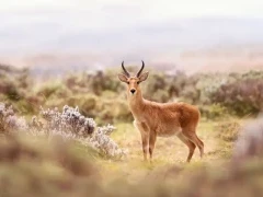A bohor reedbuck in the grasslands on Ethiopia.