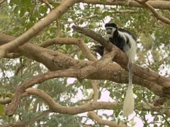 A colobus monkey in a tree, Ethiopia.