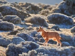 Ethiopian wolf amongst the shrubs, searching for its next prey.