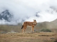 An Ethiopian wolf in the highlands of the Bale Mountains.