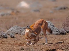 Ethiopian wolf hunting for mole rats in Ethiopia.