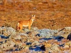 An Ethiopian wolf on the Sanetti Plateau in Ethiopia.