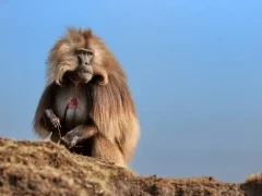 The iconic gelada baboon in Ethiopia.