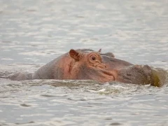 A hippo in Lake Awassa, Ethiopia.