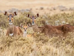 Two female nyala with young, in Ethiopia.
