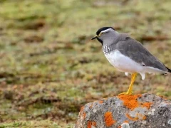 A spot-breasted lapwing.