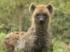 Spotted hyena looking into the camera, in Ethiopia.