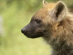 Close-up image of a spotted hyena in Ethiopia, Africa.