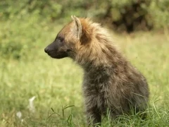 A side profile of a spotted hyena.
