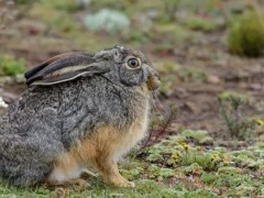 Stark's hare in Bale Mountains National Park.