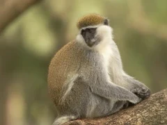 Vervet monkey sat in a tree, Ethiopia.