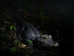 African dwarf crocodile in Gabon